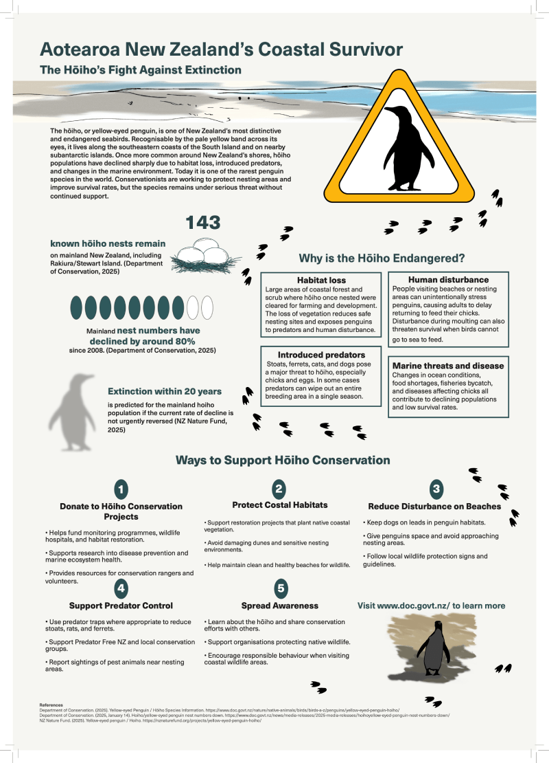 Hoiho conservation infographic